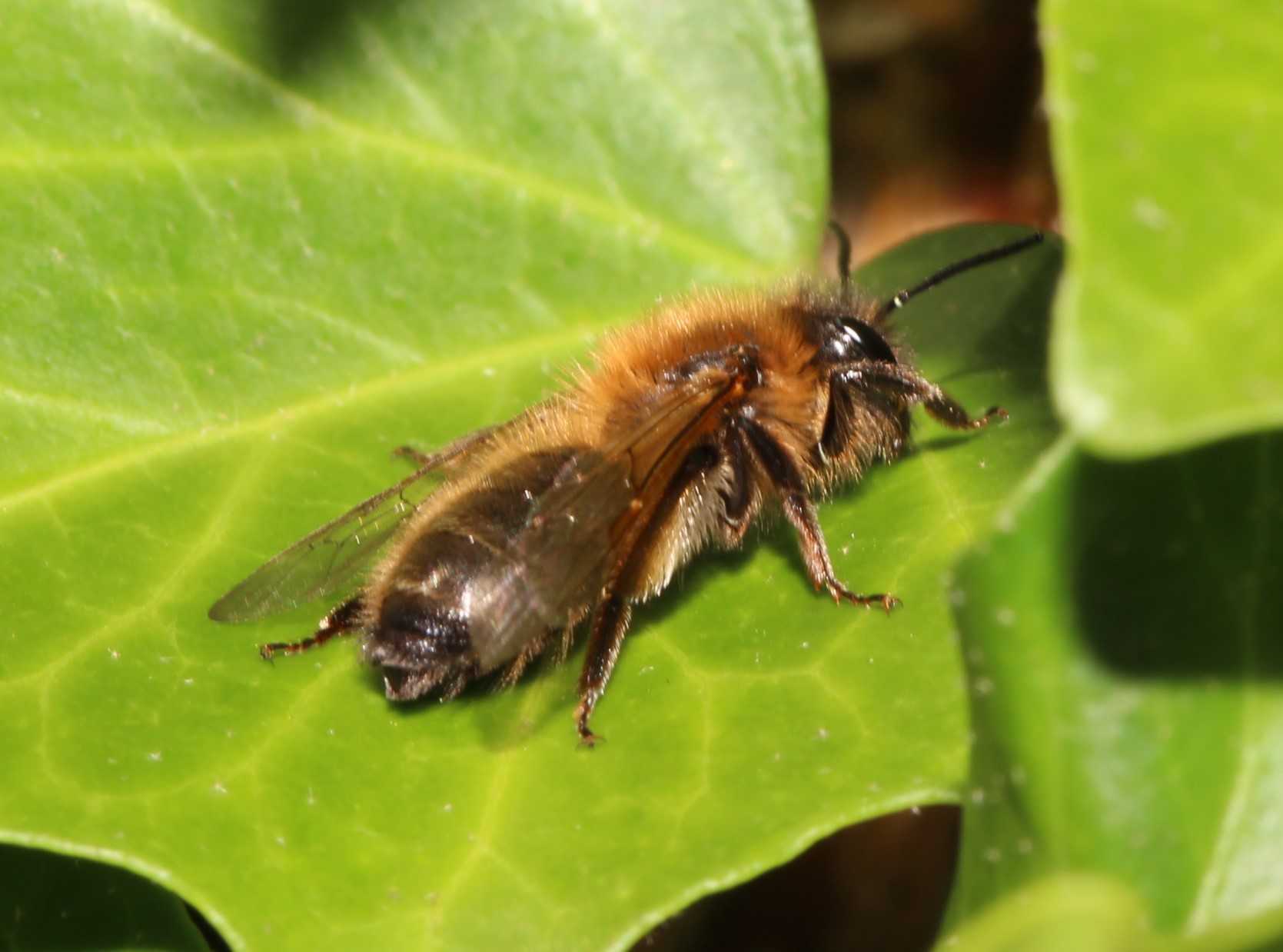 Weibchen von Andrena scotica